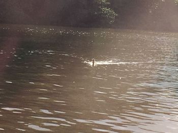 Swan swimming in lake against sky at sunset