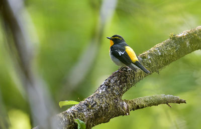 Close-up of bird perching on tree