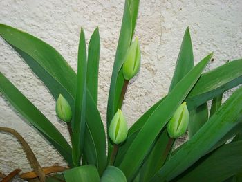 Close-up of leaves