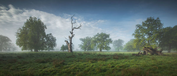 Trees on field against sky