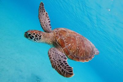 Turtle swimming in sea