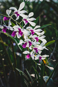 Close-up of pink flowers blooming outdoors