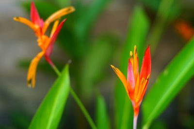 Close-up of orange day lily blooming on field