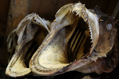 Close-up of animal skull