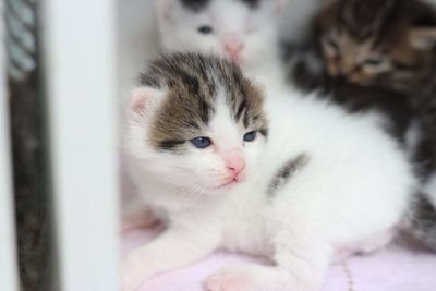 Close-up portrait of kitten