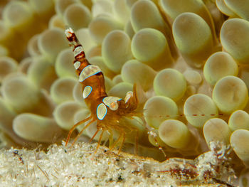 Close-up of fish swimming in sea