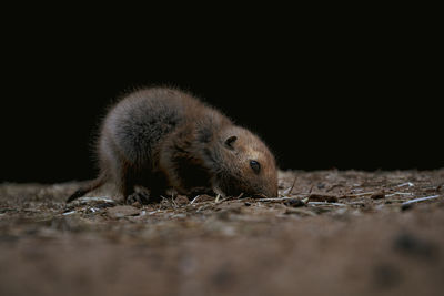 Close-up of an animal