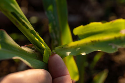 Close-up of hand holding leaves