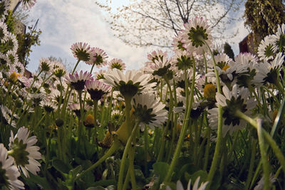 Close-up of white flowering plants on field