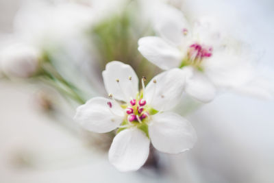 Close-up of white flowers