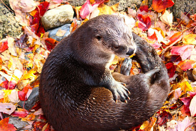 High angle view of elephant in autumn leaves