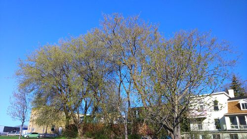 Low angle view of trees against clear blue sky