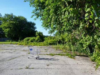 Trees growing on field