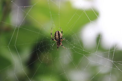 A spider on it's wet web due to rain last night. with blurry green leaves as background.