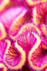 Close-up of pink flower