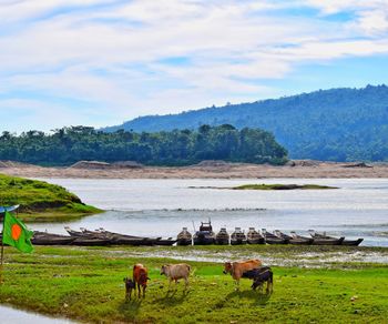 View of horses on landscape against sky