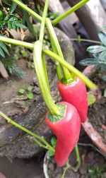 Close-up of red chili peppers on field