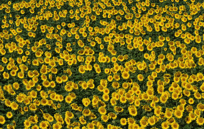 Full frame shot of yellow flowers blooming outdoors