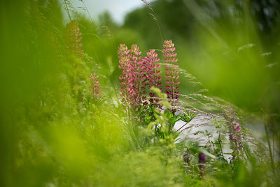 Spring flower, blooming lupine flowers. a field of lupines. sunlight shines on plants in latvia. 