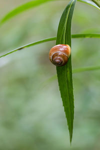 Close-up of snail on leaf