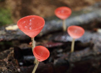 Close-up of red berries on plant