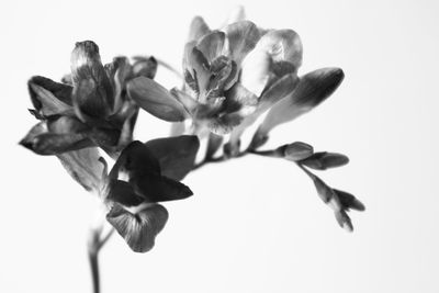 Close-up of flowers over white background