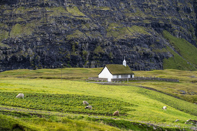 View of an animal on landscape