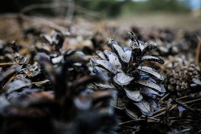 Close-up of dried mushroom growing on field