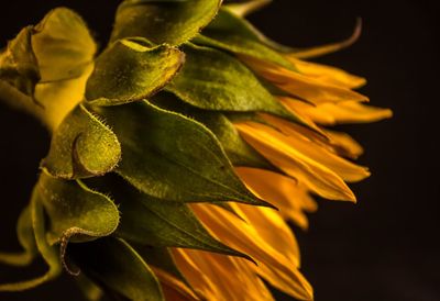 Close-up of yellow flowers