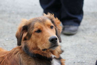 Portrait of dog on street