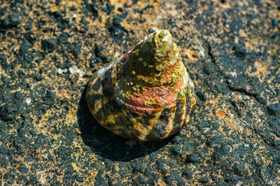 High angle view of shell on rock