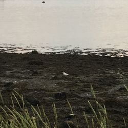 View of birds on beach