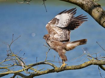 Low angle view of eagle flying against sky