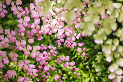 Close-up of pink flowering plants