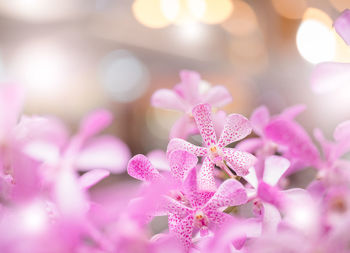 Close-up of pink flowering plant