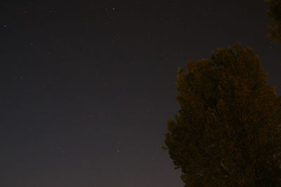 Low angle view of tree against sky at night