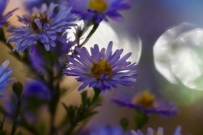 Close-up of purple flowering plant