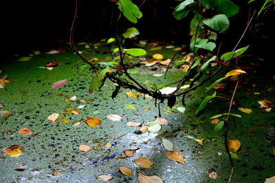 Leaves on ground