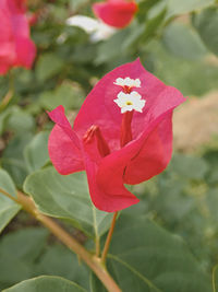 Close-up of pink flowering plant
