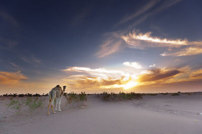 Sunset at m'hamid el ghizlane or lamhamid ghozlane in the zagora province, morocco