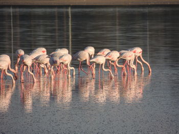 Flock of flamingos foraging in lake