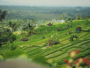 Scenic view of agricultural field