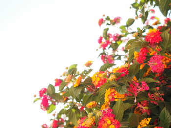 Close-up of flowering plants against white background