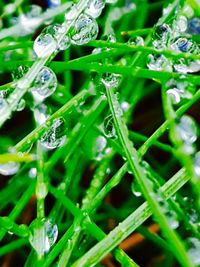 Full frame shot of wet grass