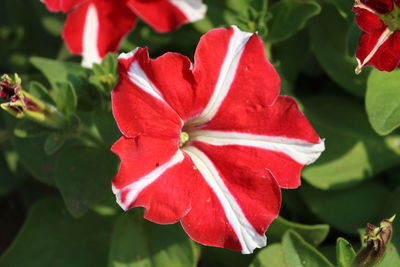 Close-up of red flower blooming outdoors