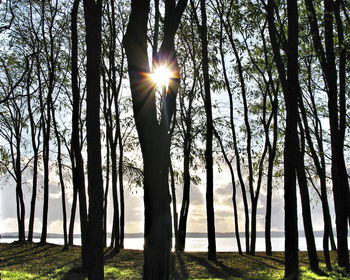 Sun shining through trees