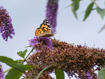 Low angle view of butterfly on purple flower
