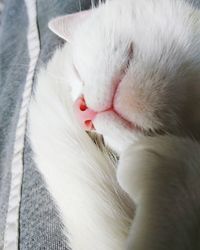 Close-up of cat sleeping