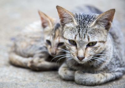 Portrait of cat