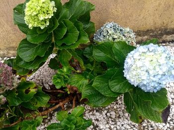 High angle view of flowering plant